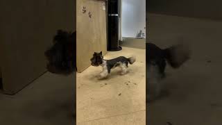 Biewer Terrier Mini share shortsfeed dog cute grooming funny anime beautiful [upl. by Taffy576]