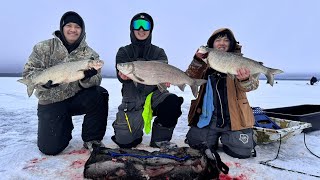 Hmong Tullibee White Fish Fishing at Leech Lake [upl. by Aimik]