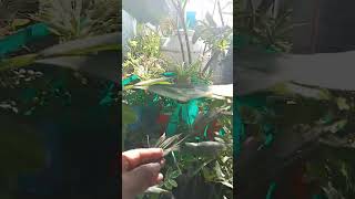 Fishtail palmCaryota after changing position it is happyplants vlog [upl. by Yentrok]