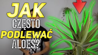 Jak często podlewać aloes Patent na podlewanie  NAUKA W SŁOIKACH [upl. by Mahala]