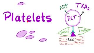 Platelets Thrombocytes  The Cell Pieces that Lack Nucleus  Hematology [upl. by Egor791]