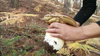 Boletus Edulis 2016 PINUS Pinaster amp Radiata [upl. by Adnawak]