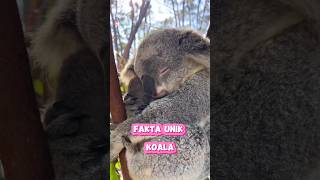 Koala si pemalas  Fakta Unik Koala shorts shortvideo animals [upl. by Harras506]