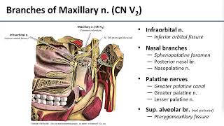 15 Pterygopalatine Fossa Contents [upl. by Linders]