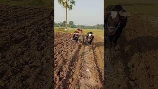 The land is being cultivated for planting potatoes agriculture sorts [upl. by Yelssew]