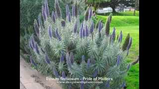 Echium fastuosum  Pride of Madeira [upl. by Maram]