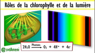 La photosynthèse explication détaillée des rôles de la chlorophylle et de la lumière [upl. by Lucretia]