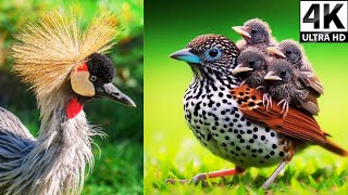 Tropical Forest Birds  Life Of Birds In Rainforest  Birds Chirping Stress ReliefRelaxing Sounds [upl. by Macfarlane]