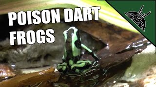 Poison dart frogs  Dendrobates auratus [upl. by Anires]