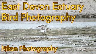 Bird Photography  Egret amp Curlew on East Devon Estuary Mudflats [upl. by Eeram402]