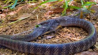 Thăm Lưới Rắn  Rắn Khủng Sa Lưới Khu Rừng Tràm snake into the net of cajuput forest [upl. by Nynahs746]