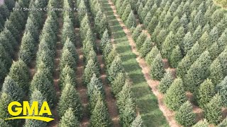 Christmas tree shortage hits parts of US [upl. by Esyli429]