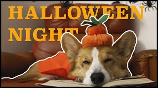 HAUNTED HALLOWEEN  Topi the Corgi [upl. by Patric]