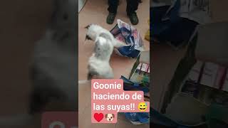 La más traviesa del lugar 😅♥️🐶 traviesa juguetona goonie thegoonies perrofeliz [upl. by Goldfarb]