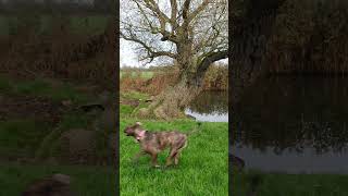 Godmanchester nature reserve [upl. by Granny]