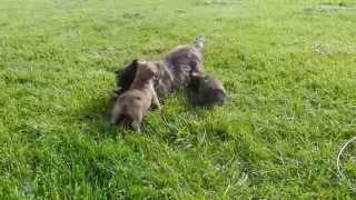 chiot cairn terrier de la Terrardiere avec Bonny [upl. by Enelcaj]