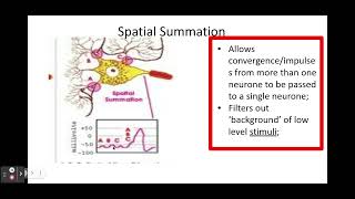 Synapses PART 2 513 Neuronal Communication d Roles of a synapse [upl. by Idnek]