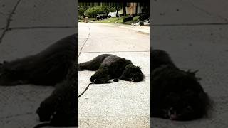 🤣 Overly Dramatic bouvierdesflandres shorts funny dog doglover walkingthedog [upl. by Sivram]