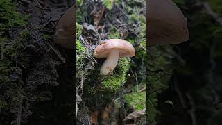 Russula Versicolor [upl. by Eelamme]