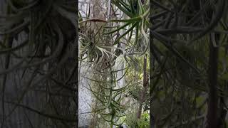 Tillandsia duratii and mereliana 🌀🐉🍍 2024830 [upl. by Michaella]