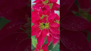 A flower made up of only red leaf not actual petals Lalupaty flowers Nepal [upl. by Tobin]