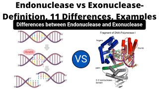 Endonuclease vs Exonuclease Definition 11 Differences Examples [upl. by Ardnala207]