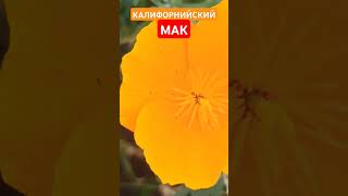 Калифорнийский МАК shorts мак [upl. by Derr]