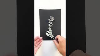 Monoprinting Oregano on Black natureprints botanicalprint monoprinting [upl. by Ydarg]