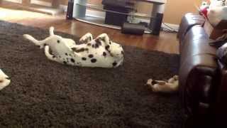 Kitten copies Dalmatian dog [upl. by Soll]