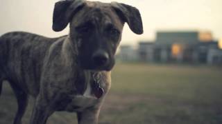 Brindle BoxerBlue Heeler Mix Explores the Park  The Daily Puppy [upl. by Armand382]