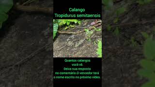 Desafio encontre os calangos tropidurus semitaeniatusBoa sorterepteis lagarto biologia reels [upl. by Hallagan165]