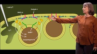 Norma Andrews UMCP 2 Ca2Dependent Lysosomal Exocytosis Mediates Endocytosis and Wound Healing [upl. by Greerson]