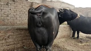 Top class beautiful pure neeli Ravi buffalo far sale in Punjab Pakistan on YouTube13112024 [upl. by Enawd617]