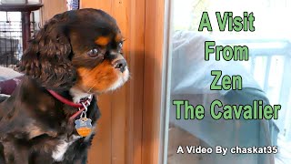 A Visit From Zen The Cavalier [upl. by Evangelin]