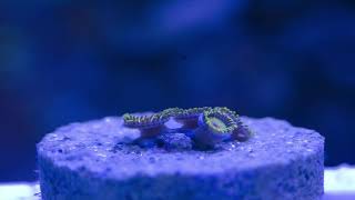 Check out this Rasta Zoanthid Frag Time lapse [upl. by Frances]