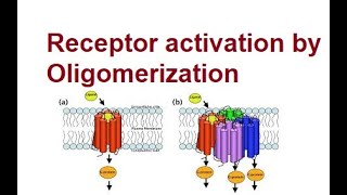 Activation of Receptors by Oligomerization  Mechanism  2024 [upl. by Casady322]