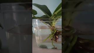 Beautiful Orchid orchid indoorplants video plants [upl. by Prussian]