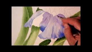 Iris in Watercolor painting process time lapse [upl. by Adniled183]