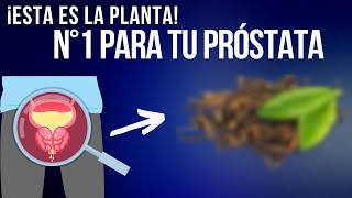 PLANTA 1 que MEJORA tu PRÓSTATA CÓMO TOMARLA [upl. by Milton]