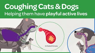 Coughing Cats and Dogs  Asthma Treatment in the Lungs [upl. by Ongun]