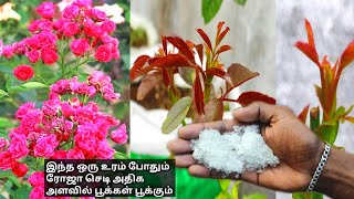 ரோஜா செடிக்கு மழை காலத்தில் இந்த ஒரு உரம் போதும் rose plant fertilizer tamilrosegardeningboo [upl. by Angelo]