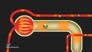 The Kidney amp the Counter Current Multiplier Pharmacology teaching at Aston University [upl. by Aibos]