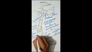 nervous tissue structure and function in hindi [upl. by Ruvolo]