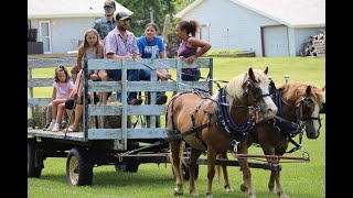 Sister Haflinger Mares Cataloged Kalona Monthly Horse Sale 10724 [upl. by Robinson49]