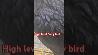 Fancy bird high level fancy birds beautifulanimals kingaseel chicken [upl. by Arrais]