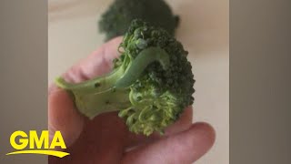 Man gives caterpillars a home after finding them in his broccoli multiple times l GMA Digital [upl. by Leanatan]