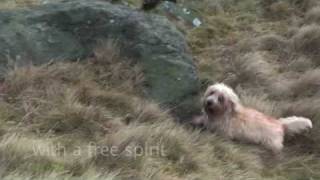 Pedigree Dogs Extolled  a Dandie Dinmont Terrier who is still fit for function  fit for life [upl. by Hungarian]