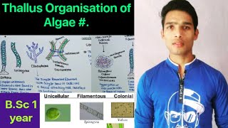 Thallus structure and Organisation Algae [upl. by Fanya]