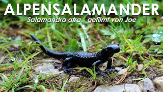 Alpensalamander  Salamandra atra  in freier Natur im Allgäu 2024 [upl. by Eelyrag]