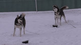 Schlittenhunderennen Todtmoos 2019  Huskies hautnah  Veranstaltungstipp [upl. by Oiuqise]